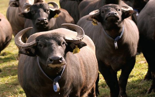 اجرای بیمه تمام خطر گاومیش در خوزستان