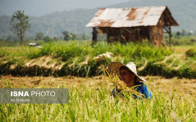 کشاورزان قبل از برداشت برنج، به نماینده بیمه مراجعه کنند
