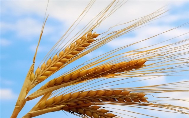 بیمه محصولات کشاورزی چتری برای کاهش ریسک‌ تولید