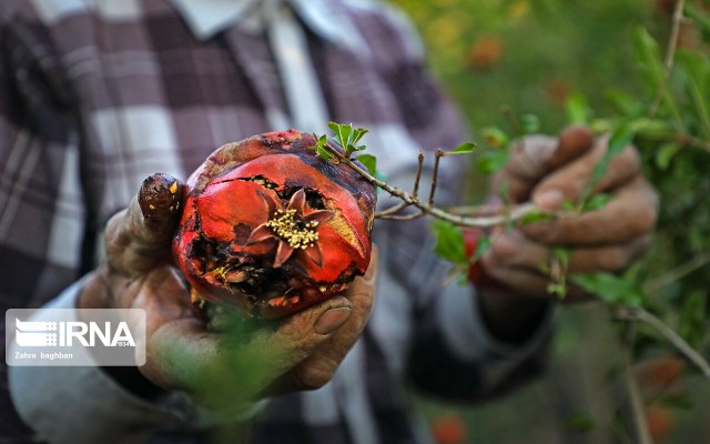 ۶۰۰ میلیارد تومان غرامت در سال زراعی اخیر به کشاورزان پرداخت شد