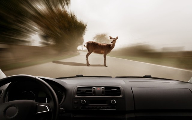 تصادم در بیمه یعنی چه؟ کدام بیمه تصادف با حیوانات را جبران می‌کند؟