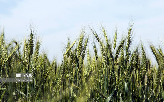محصولات اساسی کشاورزی در مقابل سوانح طبیعی بیمه اجباری می شوند